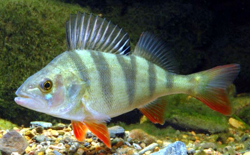 Perca fluviatilis_04.jpg